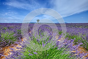 Violet lavender field in Provence, Plateau de Valensole, France