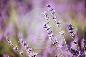 Violet lavender field at soft light effect