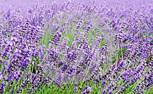 violet lavender fields garden on white background ,furano,Hokkaido, Japan