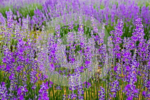 Violet lavender herbs