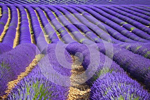 Violet lavender plants in neat rows stretching across the field