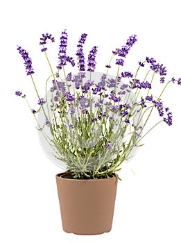 Violet lavendula flowers in the pot isolated on white background, close up photo