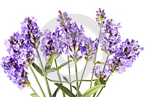 Violet lavendula flowers on white background, close up