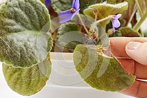 Violet leaf disease. Sunburn on a green leaf of homemade violet. Sick leaves of a houseplant