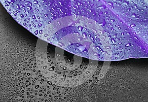 Violet leaf with drops on black background