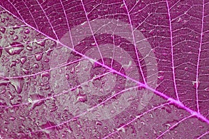 Violet leaf with drops