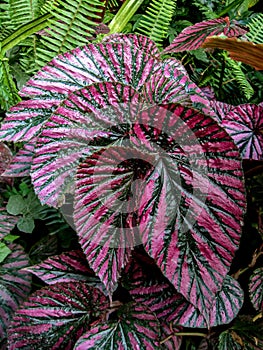 Violet leaf photo