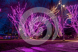 Violet lights on trees, illuminations, night, magical forest