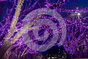 Violet lights on trees, illuminations, night, magical forest