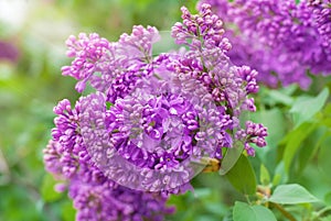 Violet lilac flowers close-up with sun rays and bokeh spring background or summer background