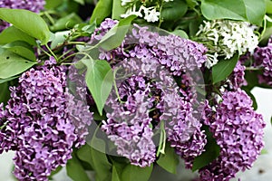 Violet lilac flowers with rain drops closeup photo