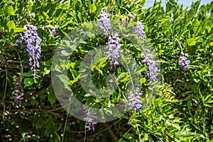 Violet lilac in the park