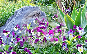 Violet-lilac viola flowers, Latin name - Viola wittrockiana from the violet family Violaceae