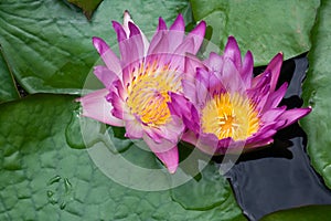 Violet lilies Nymphaea on the water surface