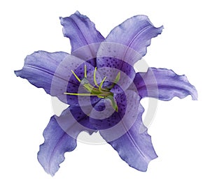 Violet lily flower on a white isolated background with clipping path no shadows. For design, texture, borders, frame, backgrou