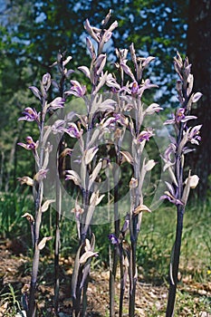 Violet Limodore in blooming