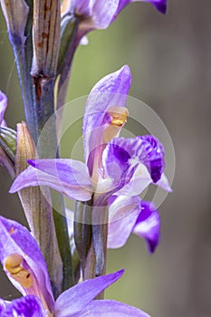 Violet Limodore flower close up