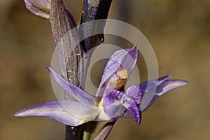 Violet Limodore Limodorum abortivum