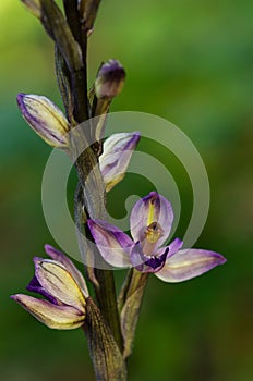 Violet Limodore wild orchid flower over green - Limodorum abortivum
