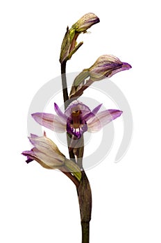 Violet Limodore wild orchid flowers over white - Limodorum abortivum