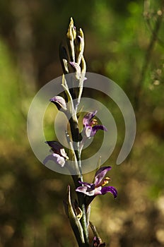 Violet Limodore wild orchid flowers profile - Limodorum abortivum