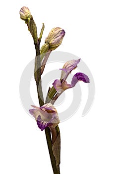 Violet Limodore wild orchid flowers profile over white - Limodorum abortivum