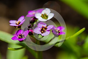 Violet lobularia maritima flowers in natural light