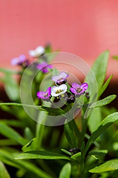 Violet lobularia maritima flowers in natural light