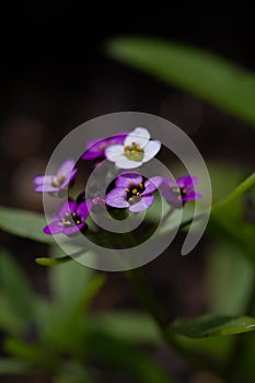 Violet lobularia maritima flowers in natural light