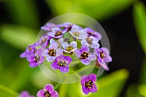 Violet lobularia maritima flowers in natural light