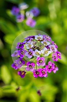 Violet lobularia maritima flowers in natural light