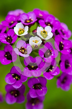 Violet lobularia maritima flowers in natural light