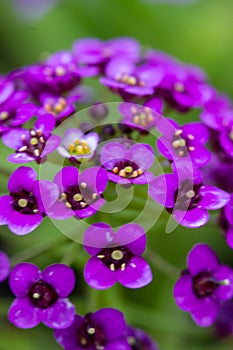 Violet lobularia maritima flowers in natural light