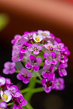 Violet lobularia maritima flowers in natural light