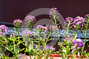 Violet lobularia maritima flowers in natural light