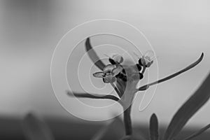 Violet lobularia maritima flowers in natural light in b&w