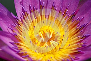The violet lotus