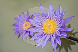 Violet Lotus