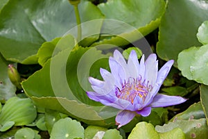 Violet lotus