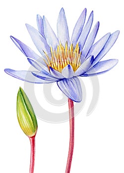 Violet lotus flower, bud on isolated white background, watercolor illustration, flora hand drawing, botanical painting