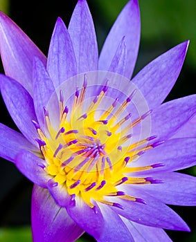 Violet Lotus Flower Closeup