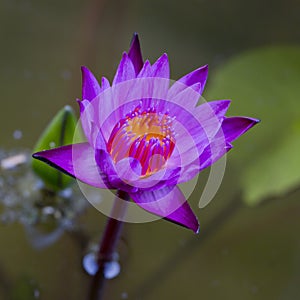 Violet Lotus Flower Closeup
