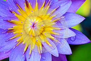 Violet Lotus Flower Closeup