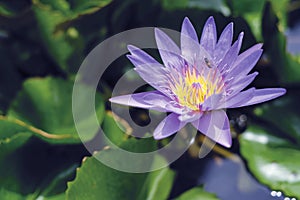 Violet lotus flower with green leaves in pond