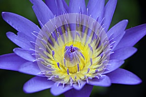 Violet lotus flower