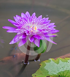 Violet lotus flowers