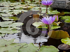 Violet lotus in pond.