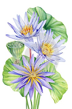 Violet Lotus watercolor botanical illustration. Water lilies Flowers isolated background, watercolor botanical plant