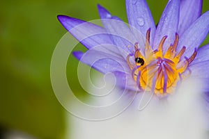 A violet lotus with yellow carpel in green blur leaf back ground