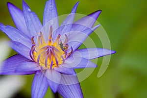 A violet lotus with yellow carpel in green blur leaf back ground